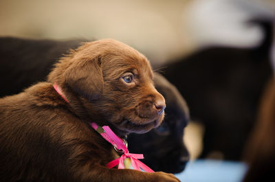 Low angle view of puppy lying down