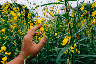 Cropped hand touching yellow flowers blooming on field