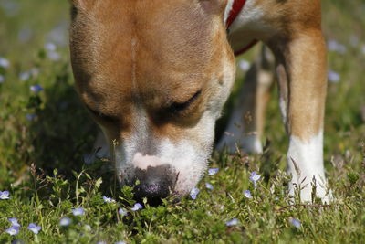 Close-up of dog smelling flowers on field