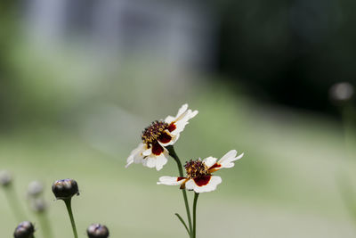 Close-up of flowers blooming outdoors