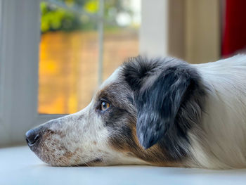 Close-up of dog resting