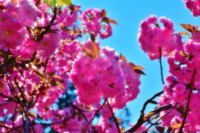 Low angle view of pink cherry blossoms against sky