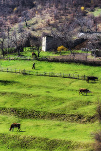 View of a horse on field