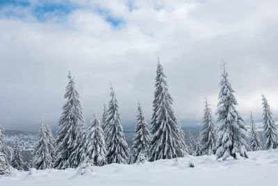 Snow covered trees against sky