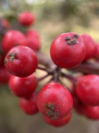 Close-up of cherries in water