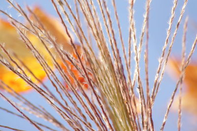 Close-up of plants against sky