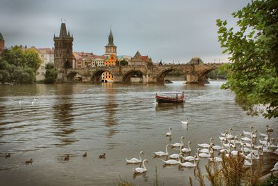 View of swans on bridge over river