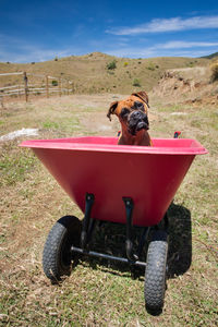 Dog lying down on dirt road