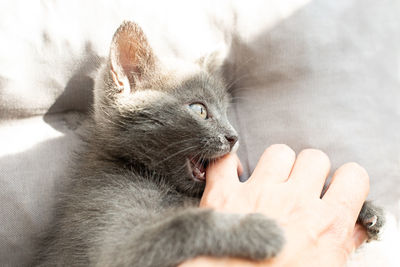 Close-up of hand touching kitten