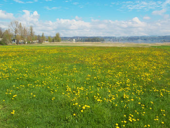 Yellow flowers growing on field