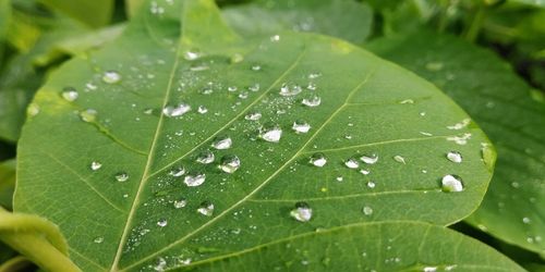 Close-up of raindrops on leaves