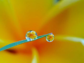 Close-up of water drop on leaf