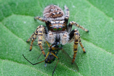 Close-up of spider