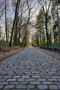 Surface level of footpath amidst trees