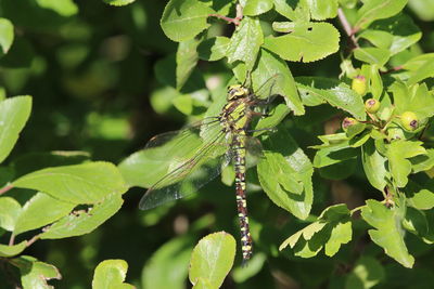 Close-up of emperor dragonfly on leaves