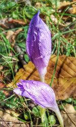 Close-up of wet purple crocus flower