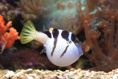 Close-up of fish swimming in sea