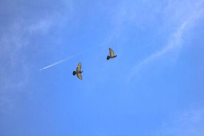 Low angle view of birds flying in sky