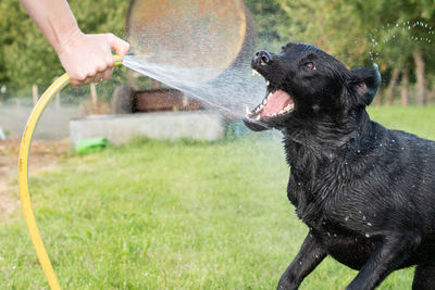 Portrait of a black labrador retriever being sprayed with a garden hose