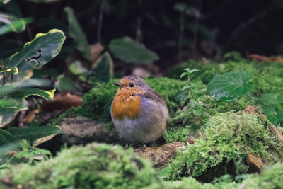 Close-up of a robin perching on a plant