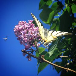 Low angle view of insect on flower against clear blue sky