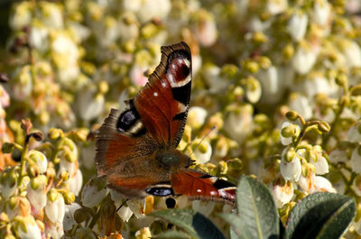 Close-up of butterfly pollinating on flower