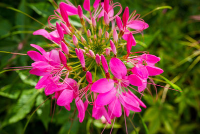 Close-up of pink flowering plant