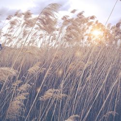 Close-up of wheat growing on field against sky