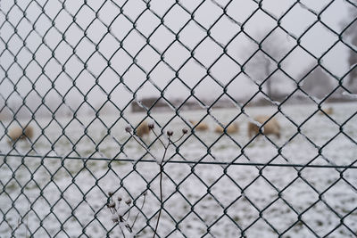 Close-up of wilted plants by chainlink fence against landscape