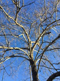 Low angle view of bare tree against blue sky