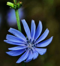 Close-up of purple flowers blooming