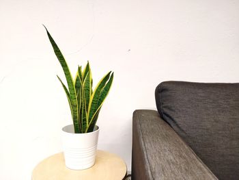 Potted plant on table at home