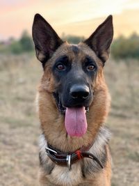 Close-up portrait of dog