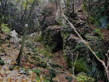 Moss growing on rocks in forest