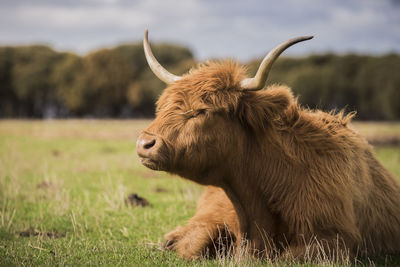 Close-up of a highland cow on field