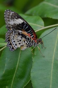Close-up of butterfly on leaf
