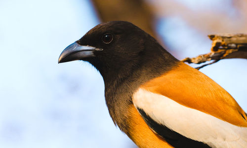 Close-up of bird