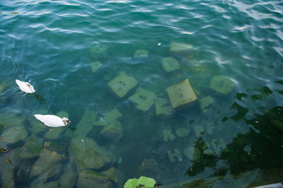 High angle view of fish swimming in water
