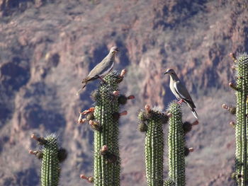 Two mourning doves perch atop a pipe organ cactus in the sonoran desert. 