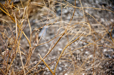 Close-up of dried plant on field