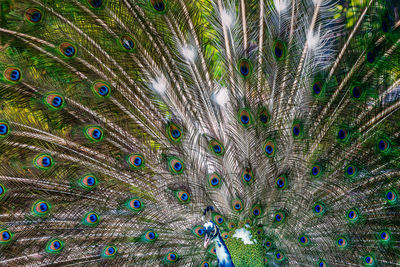Full frame shot of peacock feather