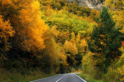 Road amidst trees in forest during autumn