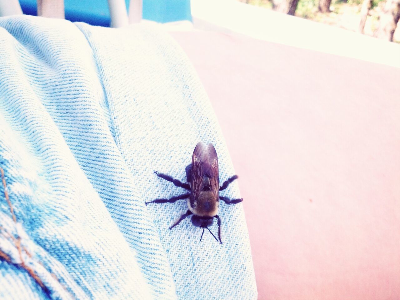 animal themes, one animal, animals in the wild, wildlife, insect, close-up, wall - building feature, focus on foreground, day, indoors, no people, high angle view, sunlight, dead animal, zoology, nature, wood - material, textured, shadow