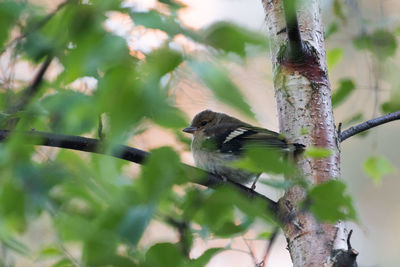 Close-up of bird perching on tree