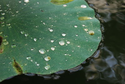 Close-up of water drops on leaves floating on lake