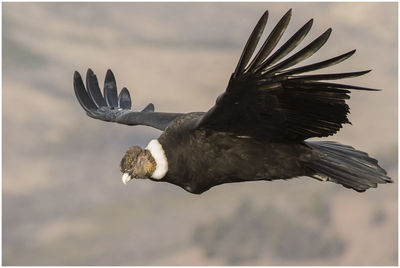 Close-up of eagle flying against sky