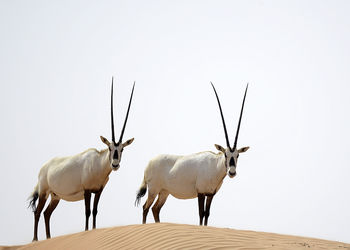 View of two oryx in desert