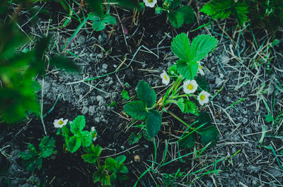 High angle view of plant growing on field