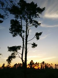 Low angle view of trees