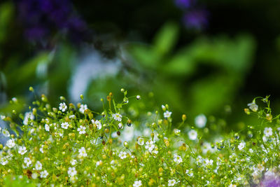 Close-up of beautiful plant